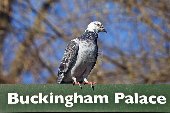 在伦敦一个路标上的鸽子观光阳光建筑学景点公园旅游地标鸟类旅行历史图片