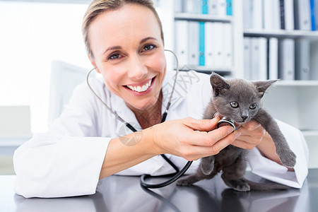 用听诊器对小猫进行消毒检查专家医生女士桌子实验宠物女性动物主题兽医图片