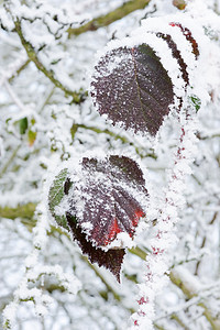 有雪的红叶图片