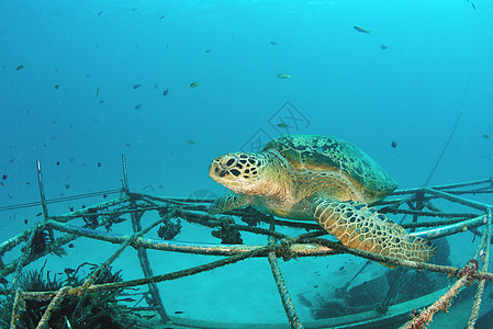 马西巴丹 Sipadan岛 珊瑚礁海底有蓝色海洋的海龟海龟海上生活潜水宠物海洋生物观众前景珊瑚背景图片