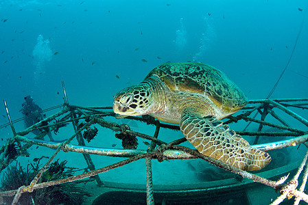 马西巴丹 Sipadan岛 珊瑚礁海底有蓝色海洋的海龟海龟海洋生物海上生活观众潜水背景宠物前景珊瑚图片