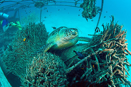 马西巴丹 Sipadan岛 珊瑚礁海底有蓝色海洋的海龟海龟观众珊瑚背景宠物潜水海洋生物前景海上生活图片