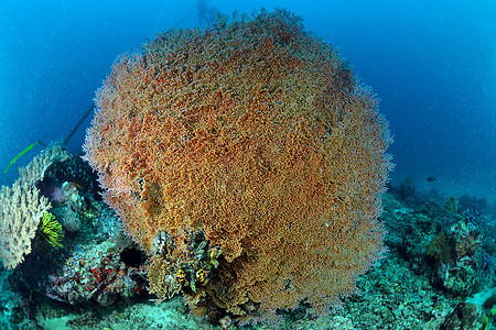 马来西亚西巴丹水下巨型海风海洋扇子潜水海扇马布呼吸管野生动物潜水员荒野水族馆图片