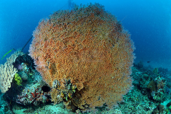 马来西亚西巴丹水下巨型海风海洋扇子潜水海扇马布呼吸管野生动物潜水员荒野水族馆图片