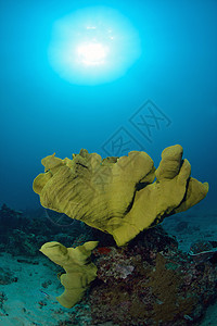 马来西亚西巴丹的明珊瑚水下潜水野生动物游泳呼吸管海洋潜水员海扇荒野热带水族馆图片