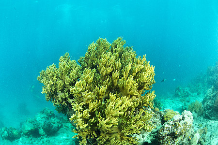 马来西亚西巴丹的明珊瑚水下海扇野生动物潜水员热带扇子荒野潜水游泳蓝色海洋图片