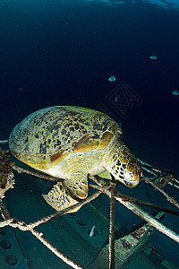 马西巴丹 Sipadan岛 珊瑚礁海底有蓝色海洋的海龟海龟潜水宠物背景海上生活前景观众海洋生物珊瑚图片