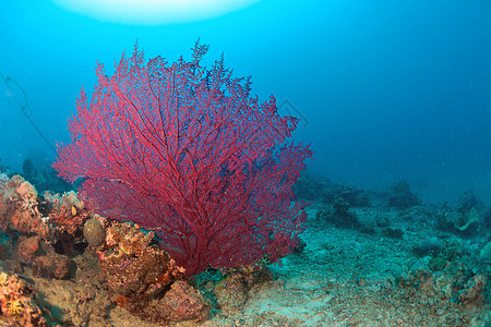 马来西亚西巴丹水下巨型海风海洋扇子游泳水族馆荒野珊瑚热带潜水员潜水呼吸管图片