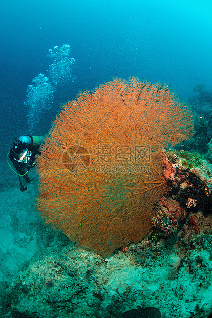 马来西亚西巴丹水下有潜水员的巨型海风热带马布扇子荒野珊瑚野生动物海洋蓝色海扇游泳图片