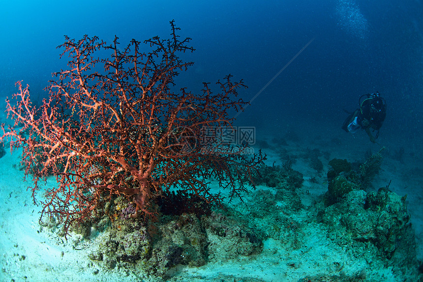 马来西亚西巴丹水下有潜水员的巨型海风野生动物潜水海扇珊瑚热带扇子海洋马布游泳水族馆图片