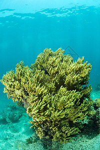 马来西亚西巴丹的明珊瑚水下潜水员呼吸管水族馆马布热带海扇游泳扇子海洋荒野图片