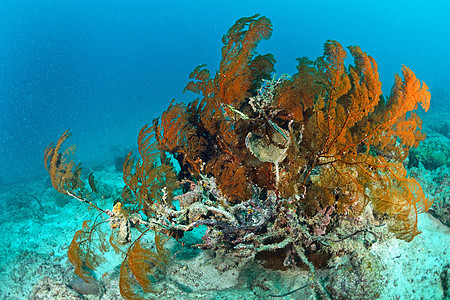 马来西亚西巴丹水下巨型海风扇子珊瑚蓝色游泳热带海扇潜水荒野马布潜水员图片