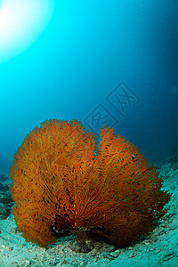 马来西亚西巴丹水下巨型海风海洋扇子珊瑚海扇潜水野生动物水族馆游泳荒野马布图片