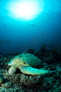 绿乌龟在太阳下光束下 在西巴丹岛沉入马雷绿色图片
