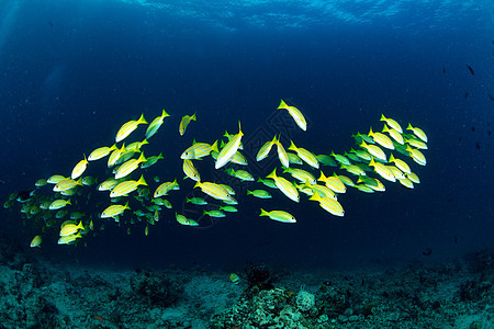 马来西亚西巴丹的黄跑中学校鱼海洋扇子潜水员珊瑚学校水族馆野生动物赛跑者潜水海扇图片