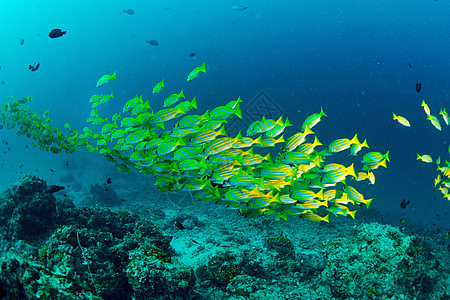 马来西亚西巴丹的黄跑中学校鱼呼吸管海洋学校珊瑚潜水水族馆野生动物马布潜水员热带图片