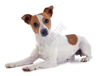 杰克 鲁塞尔梯列棕色宠物猎狗小狗工作室动物犬类白色图片