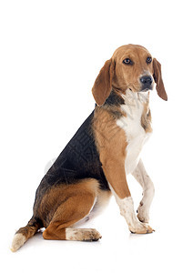 Beagle 搜索器猎犬打猎猎狗宠物小狗动物工作室图片