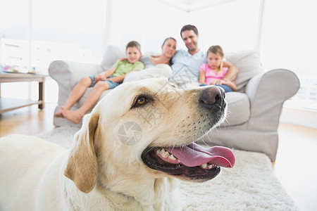 幸福的一家人坐在沙发上 和他们宠爱的黄色拉布拉多图片