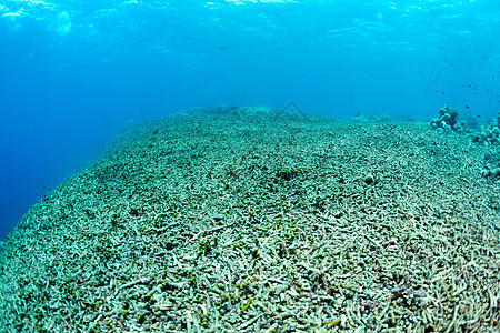 珊瑚礁已完全被彻底摧毁太阳生活旅行海洋酸化潜水栖息地生态假期风景图片