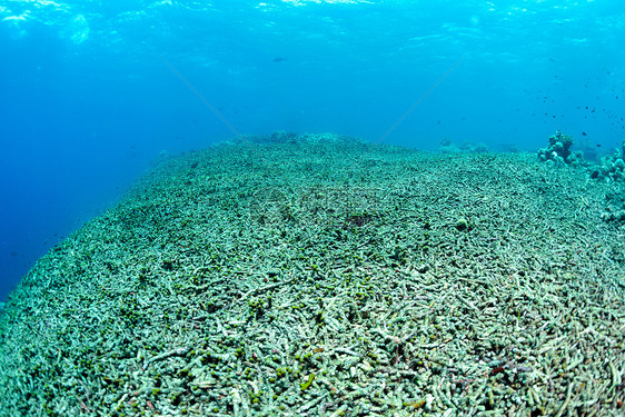 珊瑚礁已完全被彻底摧毁太阳生活旅行海洋酸化潜水栖息地生态假期风景图片