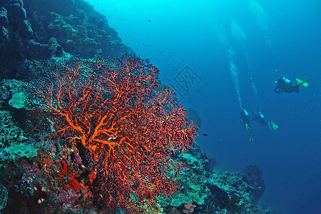 马来西亚西巴丹水下巨型海风珊瑚潜水员扇子潜水海洋游泳荒野马布海扇野生动物图片