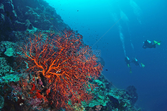 马来西亚西巴丹水下巨型海风珊瑚潜水员扇子潜水海洋游泳荒野马布海扇野生动物图片