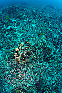 珊瑚礁已完全被彻底摧毁生态生活潜水生物学旅行酸化环境假期野生动物海洋图片