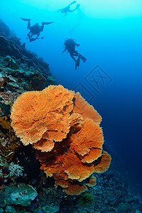 马来西亚西巴丹水下巨型海风潜水热带荒野呼吸管扇子水族馆珊瑚海洋蓝色野生动物图片