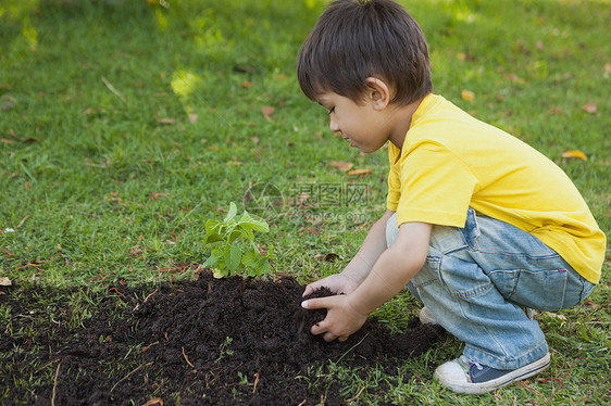 男孩在公园种植一个年轻植物图片