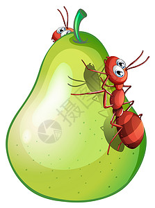 一只梨 有两个蚂蚁图片