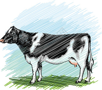 Holstein 奶牛插图村庄动物牛奶场地草地草图哺乳动物谷仓牛肉乳牛图片