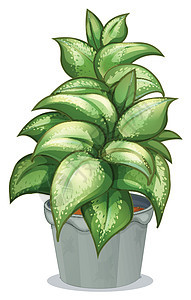 绿叶计划塑料土壤风格卡通片绘画装饰品白色绿色装饰树叶图片