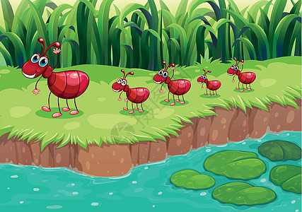 河岸的一群红蚁群图片