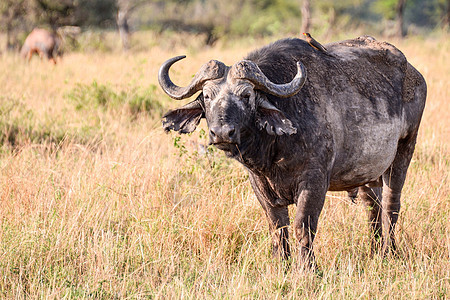 坦查尼亚国家公园水牛热带牛奶目的地面积野外动物危险平原草食性火山口哺乳动物图片