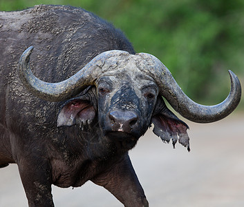 坦查尼亚国家公园水牛旅游天空宠物动物面积危险野外动物草地气候球囊图片