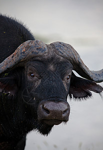 坦查尼亚国家公园水牛野牛球囊动物牛奶平原火山口宠物力量植物面积图片
