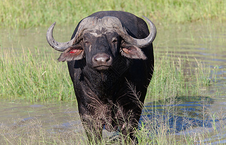 坦查尼亚国家公园水牛热带平原日落雄性野牛面积力量蓝色衬套植物图片