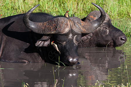 坦查尼亚国家公园水牛面积草食性野牛植物火山口野外动物力量旅游危险衬套图片