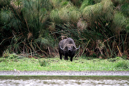 坦查尼亚国家公园水牛脊椎动物旅游保护危险日落草原野牛植物热带野外动物图片