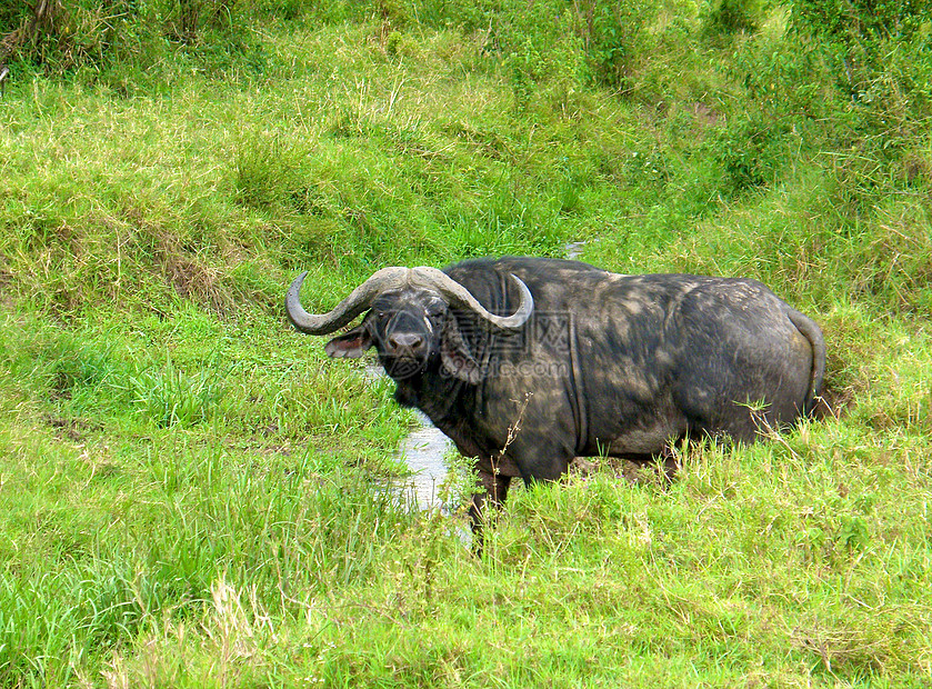 坦查尼亚国家公园水牛草食性目的地脊椎动物旅游草地宠物球囊雄性危险哺乳动物图片