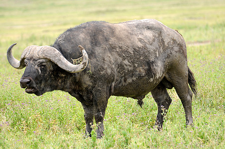 坦查尼亚国家公园水牛野牛草食性气候日落目的地保护植物力量旅游动物图片