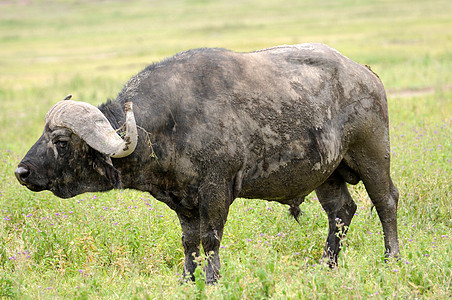 坦查尼亚国家公园水牛雄性面积野外动物野生动物力量植物蓝色草原衬套球囊图片