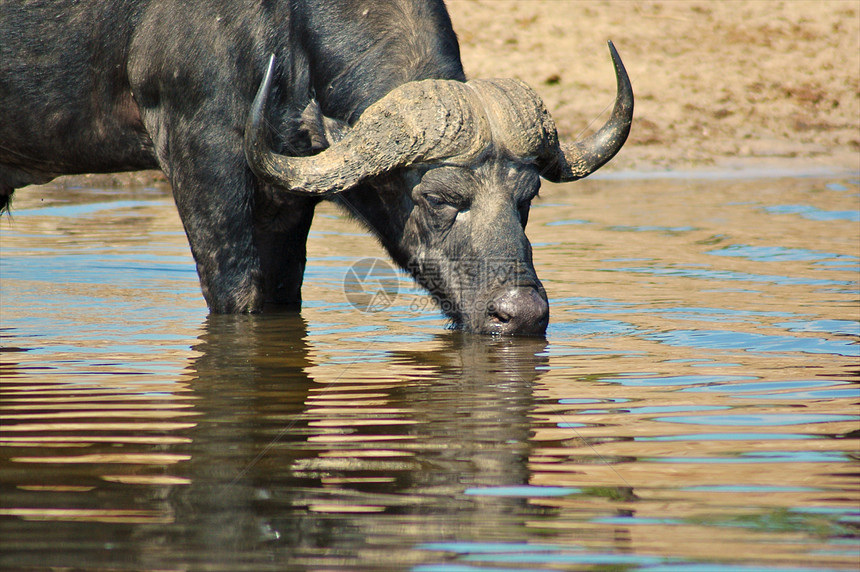坦查尼亚国家公园水牛动物热带草原气候牛奶哺乳动物火山口平原脊椎动物草地图片