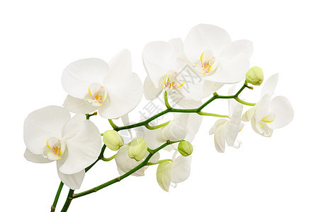 花朵的长长枝 精细的白兰花花图片