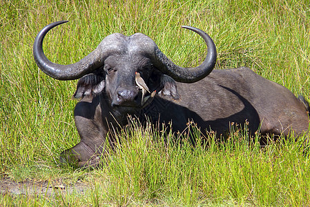 坦查尼亚国家公园水牛野生动物气候球囊天空哺乳动物宠物旅游动物雄性保护图片