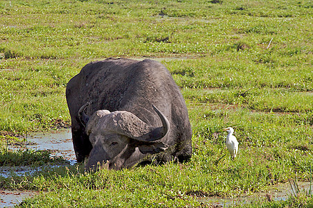 坦查尼亚国家公园水牛力量日落面积哺乳动物蓝色宠物球囊草食性目的地草地图片