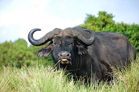 坦查尼亚国家公园水牛草原野牛脊椎动物植物草地危险蓝色气候旅游野生动物图片