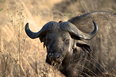 依拉苏火山口坦查尼亚国家公园水牛野外动物热带草地蓝色保护气候草原平原面积衬套背景