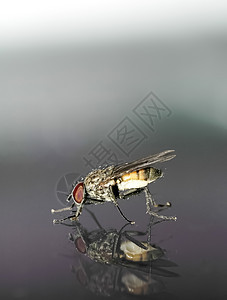 飞行宏臭虫昆虫保健宏观疾病感染野生动物反射漏洞姿势背景图片